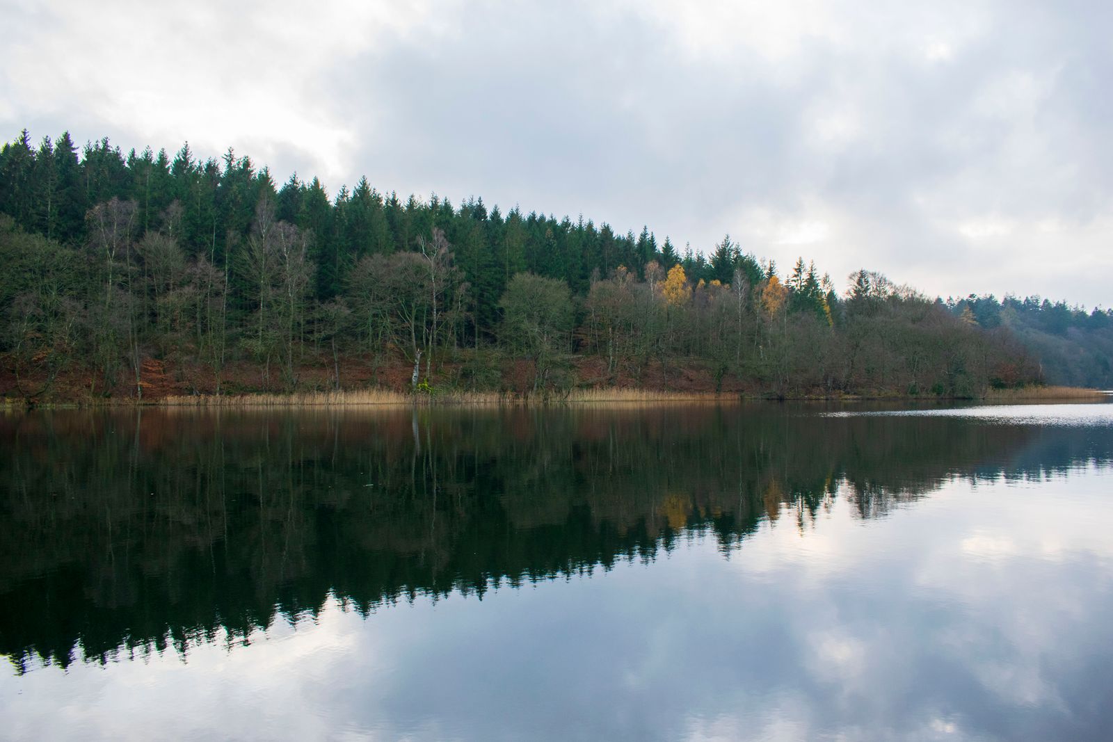 Stille sø omgivet af skov i nærheden af selskabets hjemstedsområde