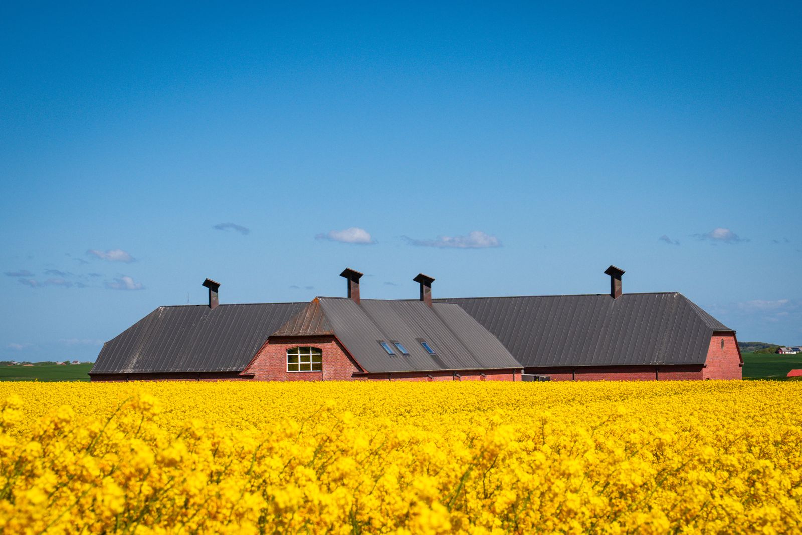 Rødstensejendom omgivet af rapsmark i det danske landskab
